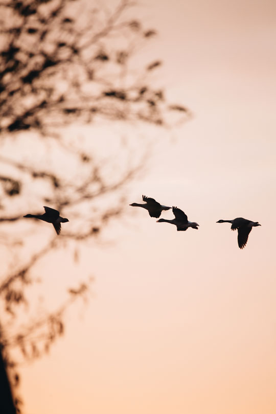 low-angle-view-birds-flying-against-sky-sunset